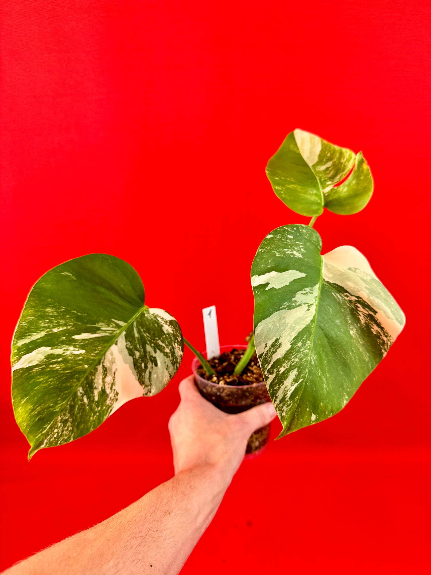 Monstera Deliciosa Variegata