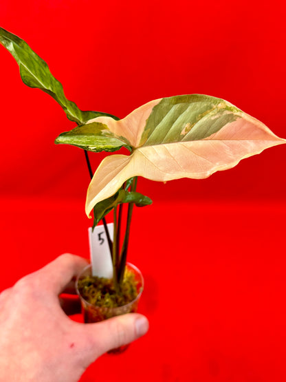 Syngonium Angustatum Variegata (s)