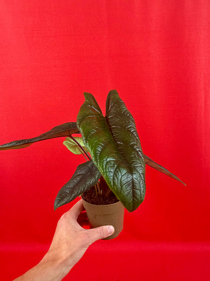 Alocasia Scalprum