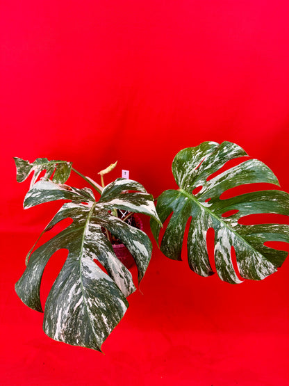 Monstera Deliciosa Variegata