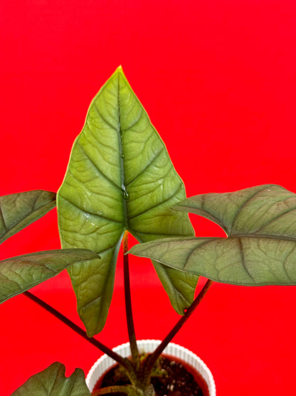 Alocasia Bisma Silver