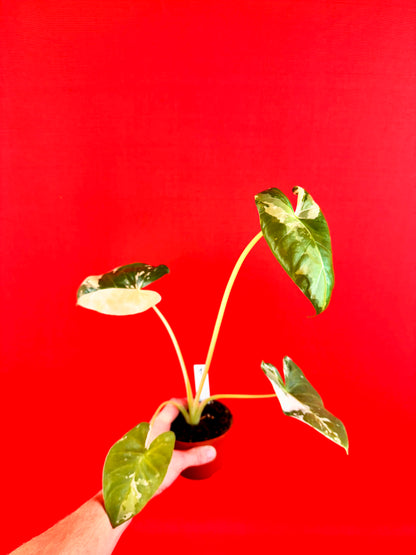 Alocasia Macrorrhiza Variegata - LUplnts