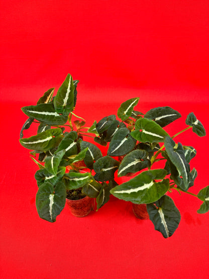 Syngonium Wendlandii (s) - LUplnts