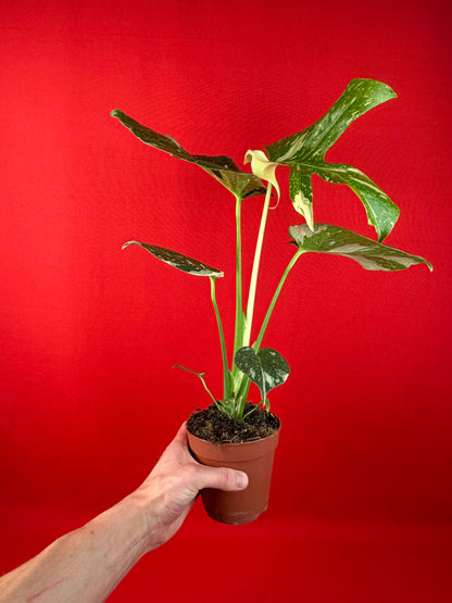 Monstera Thai Constellation - LUplnts