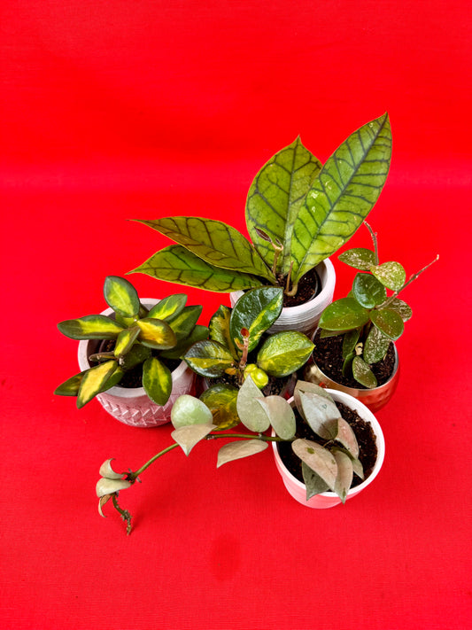 Hoya Bundle (s)