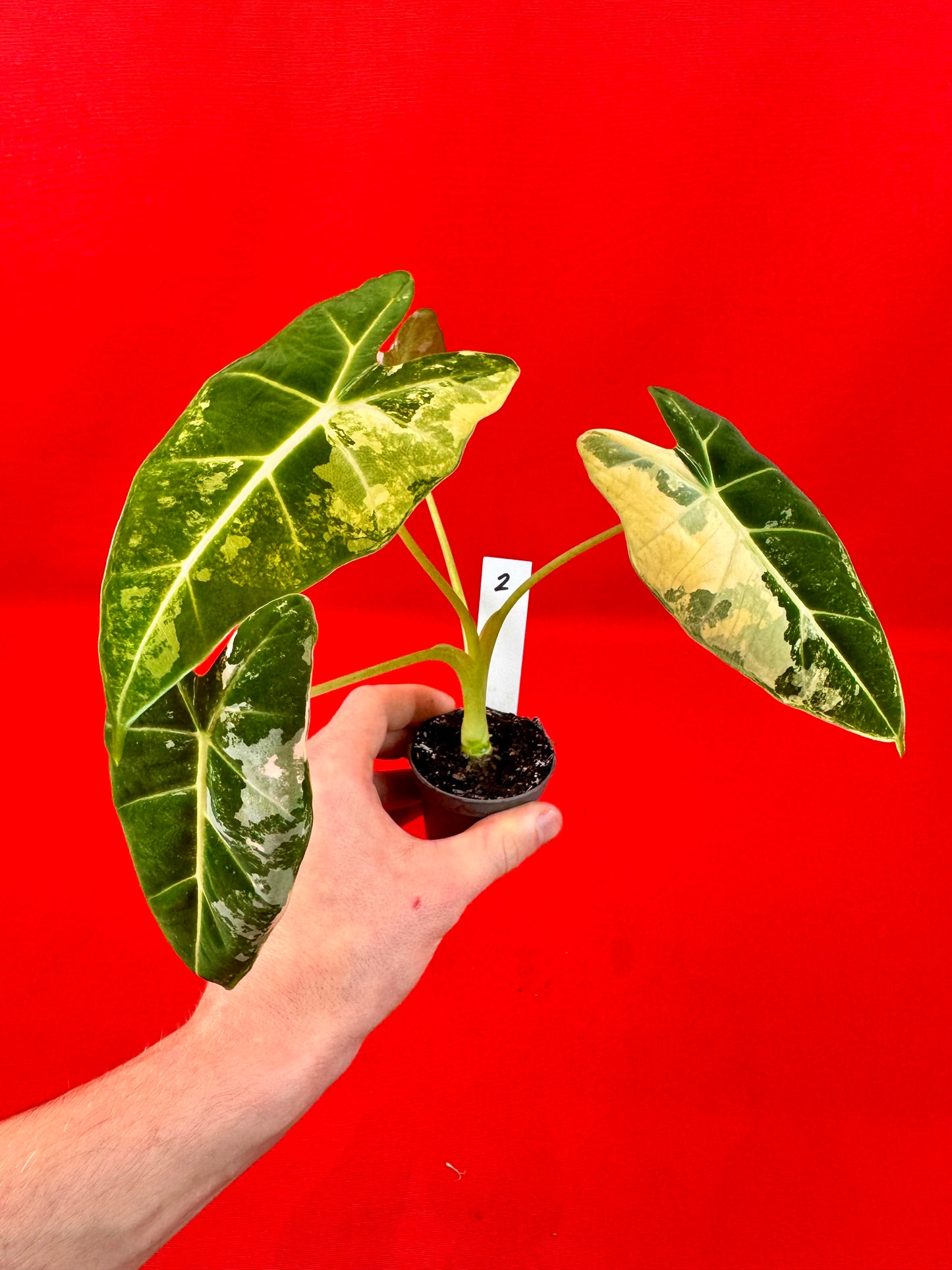 Alocasia micholitziana 'Frydek Variegata' (s)