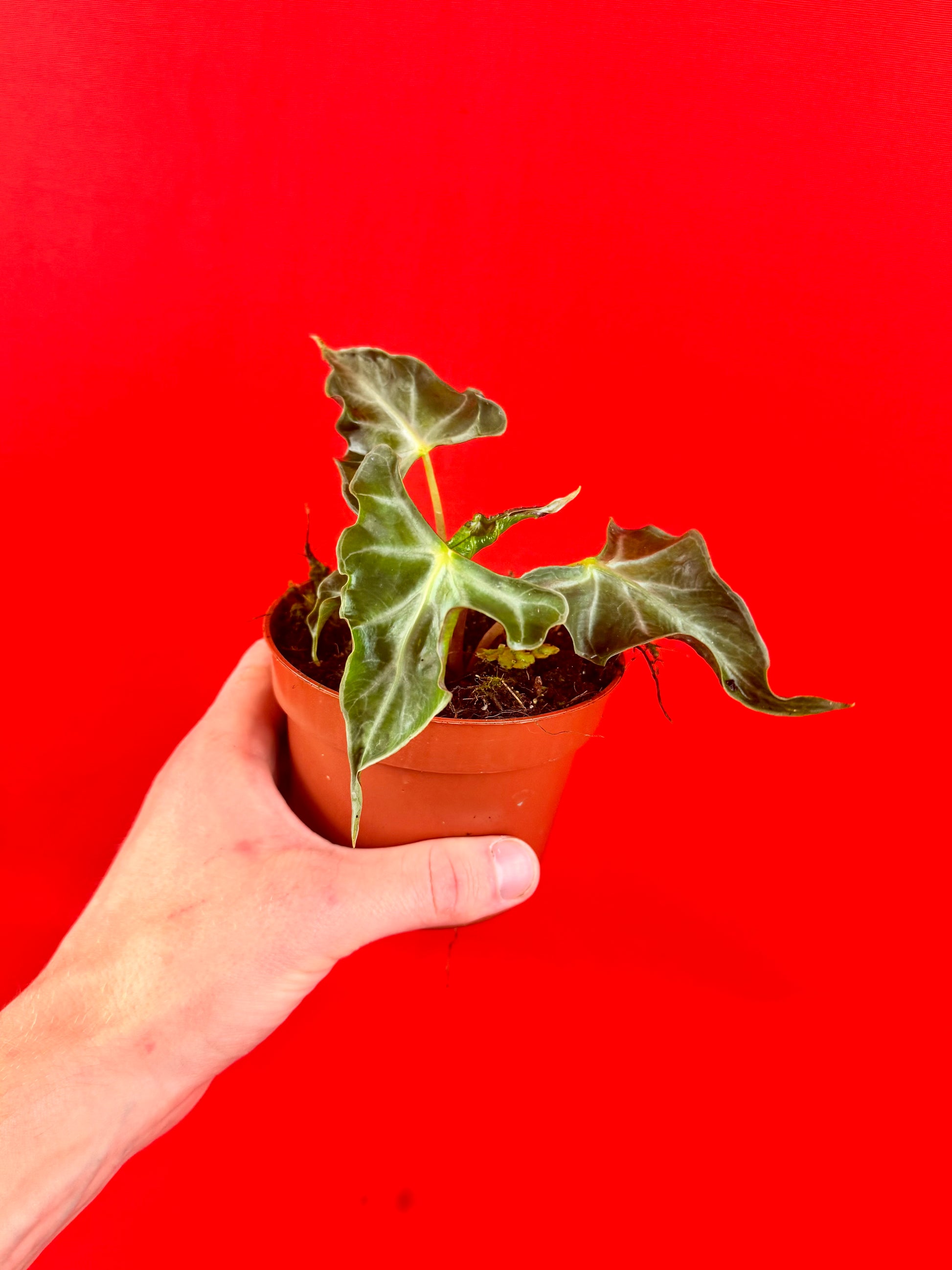 Alocasia Loco - LUplnts