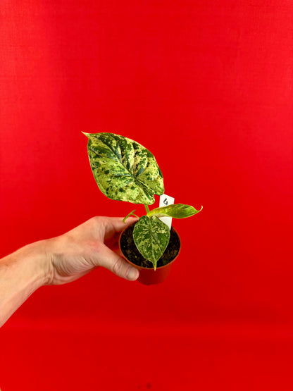 Alocasia Dragon Scale Mint