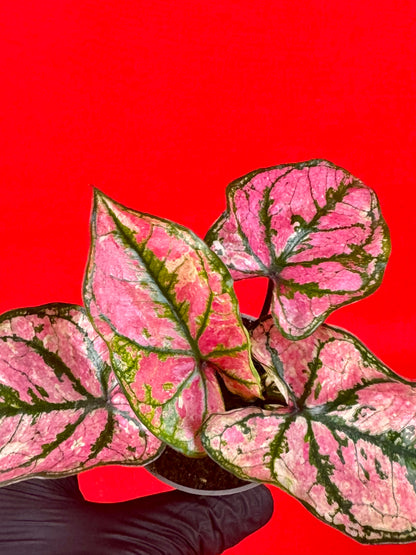 Caladium Purple Light (s)