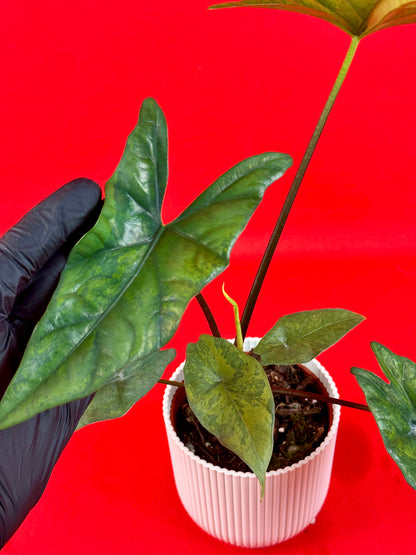 Alocasia Simpo Variegata (Green on Green)