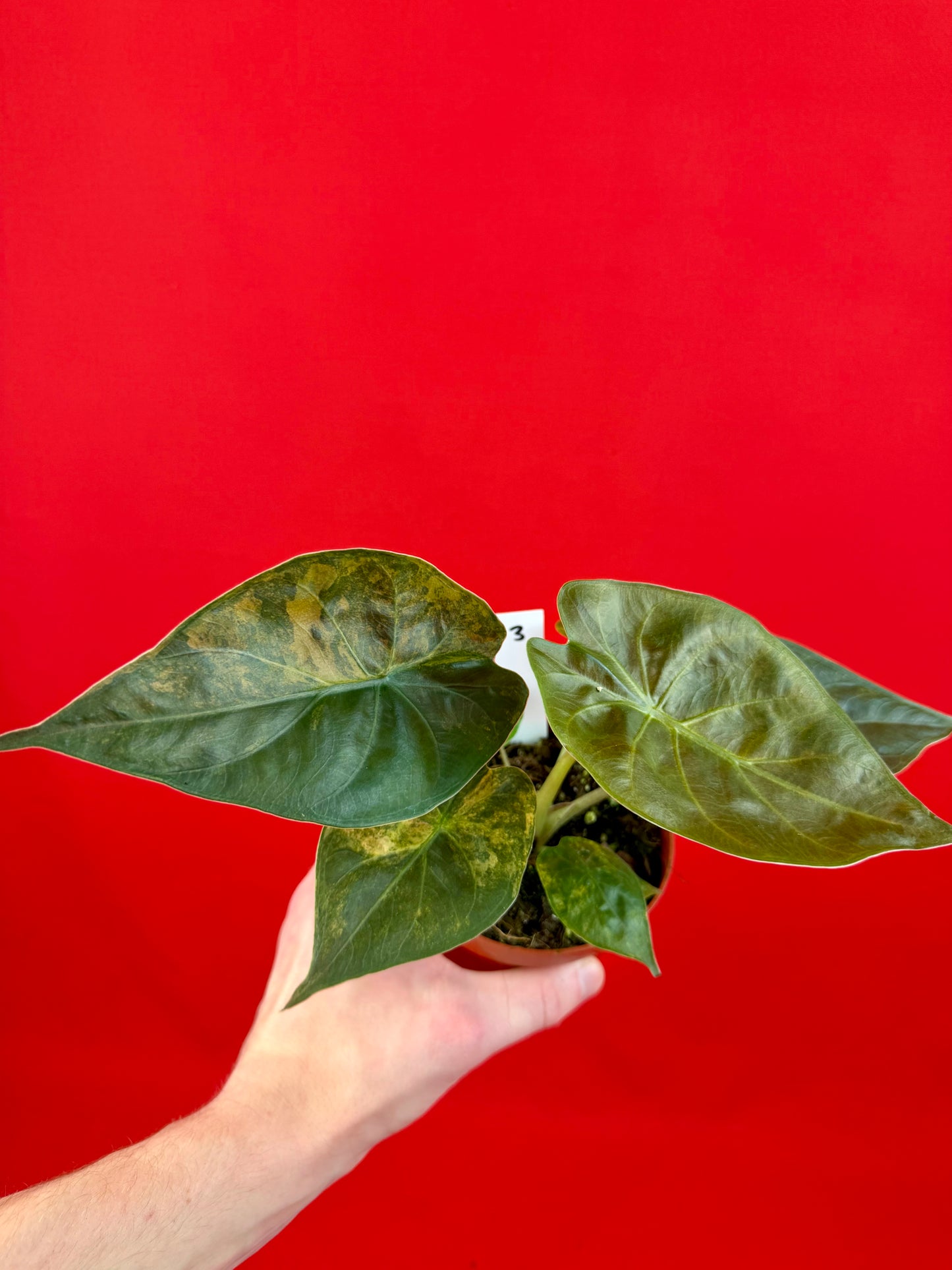 Alocasia wentii ‘Aurea‘
