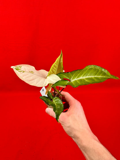 Syngonium Angustatum Variegata