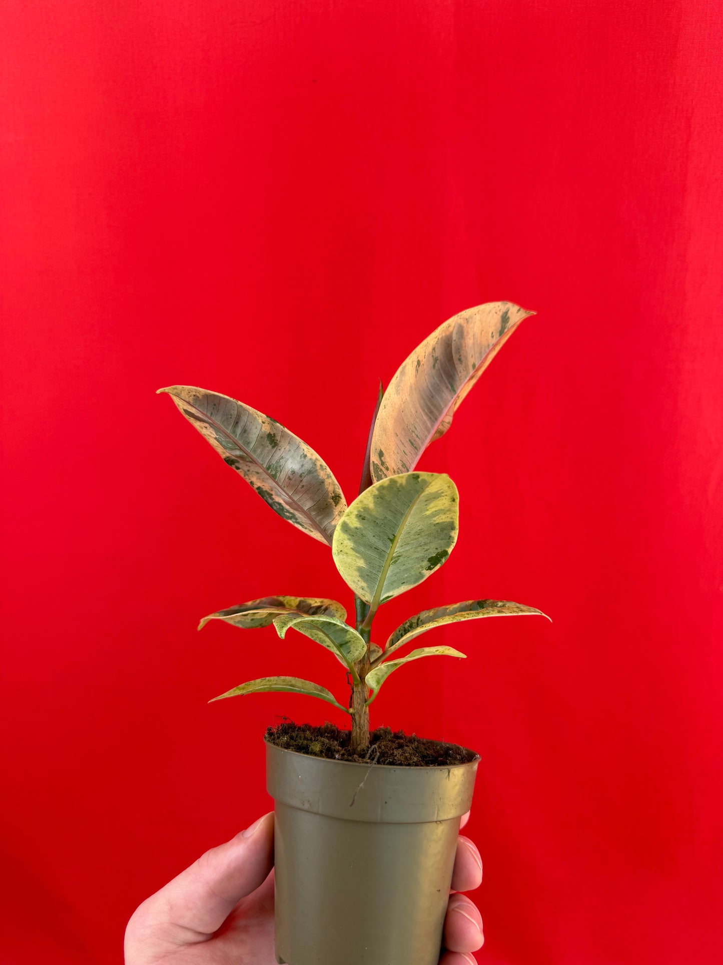 Ficus elastica Shivereana - LUplnts