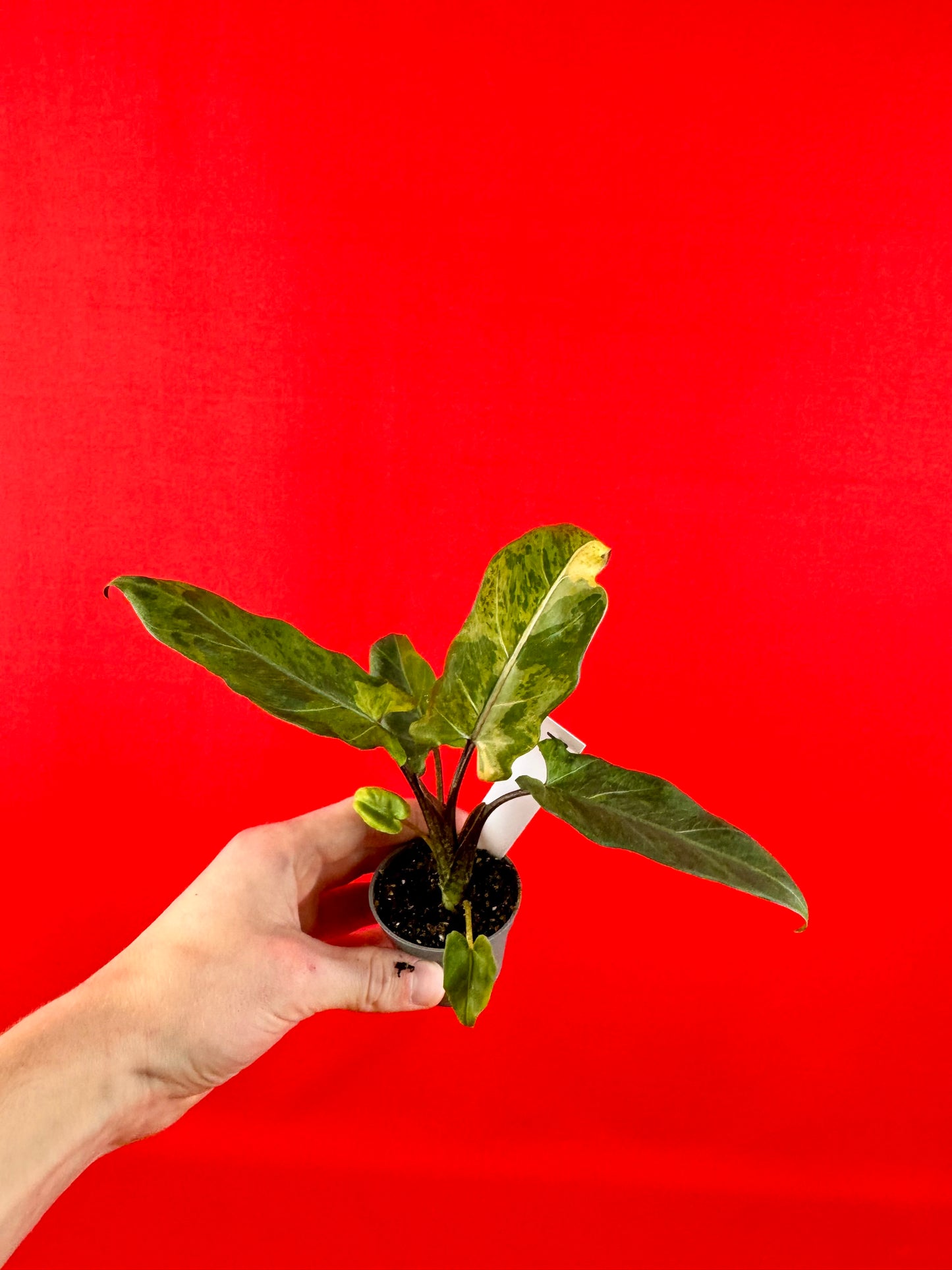 Alocasia lauterbachiana 'Variegata' (s)