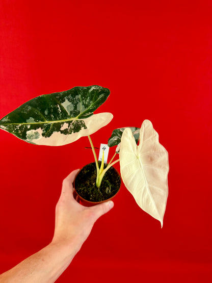 Alocasia micholitziana ‚Frydek Variegata‘