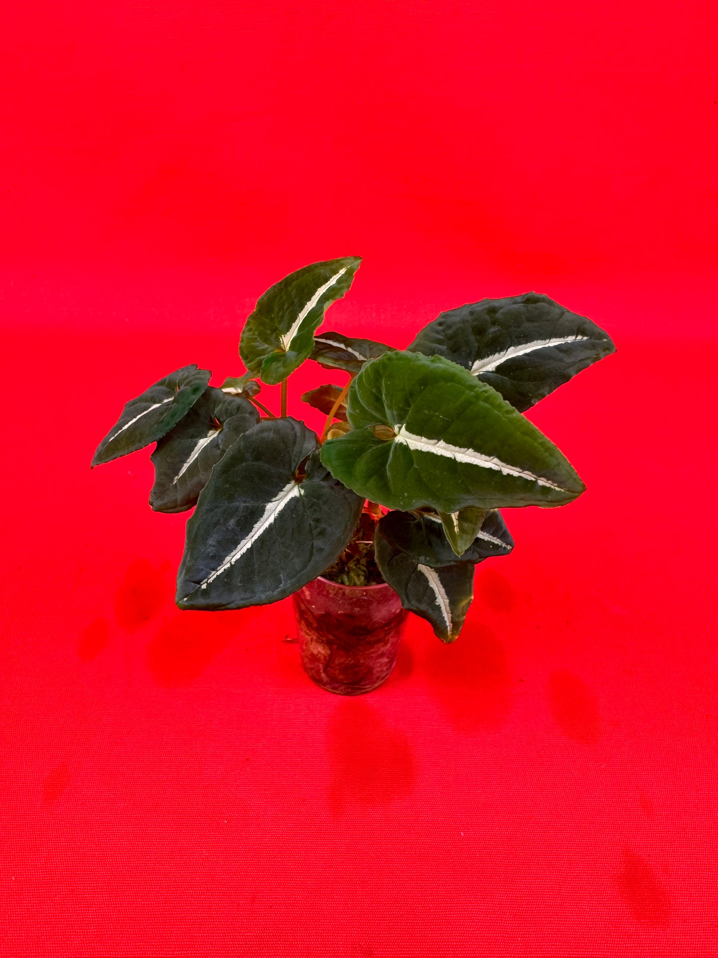 Syngonium Wendlandii (s) - LUplnts