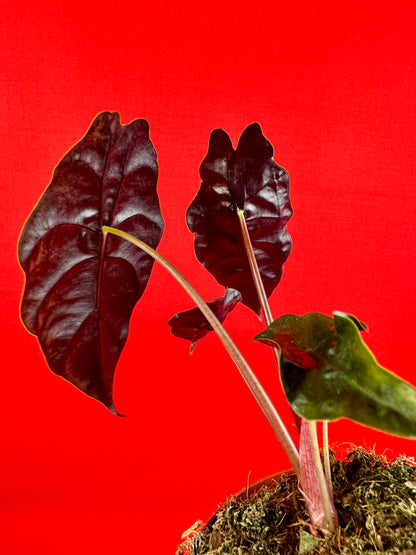 Alocasia chantrieri
