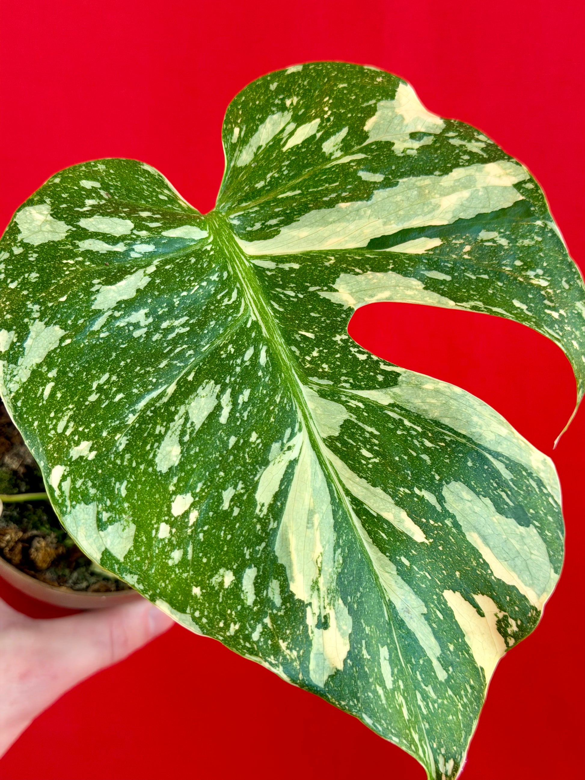 Monstera Thai Constellation - LUplnts