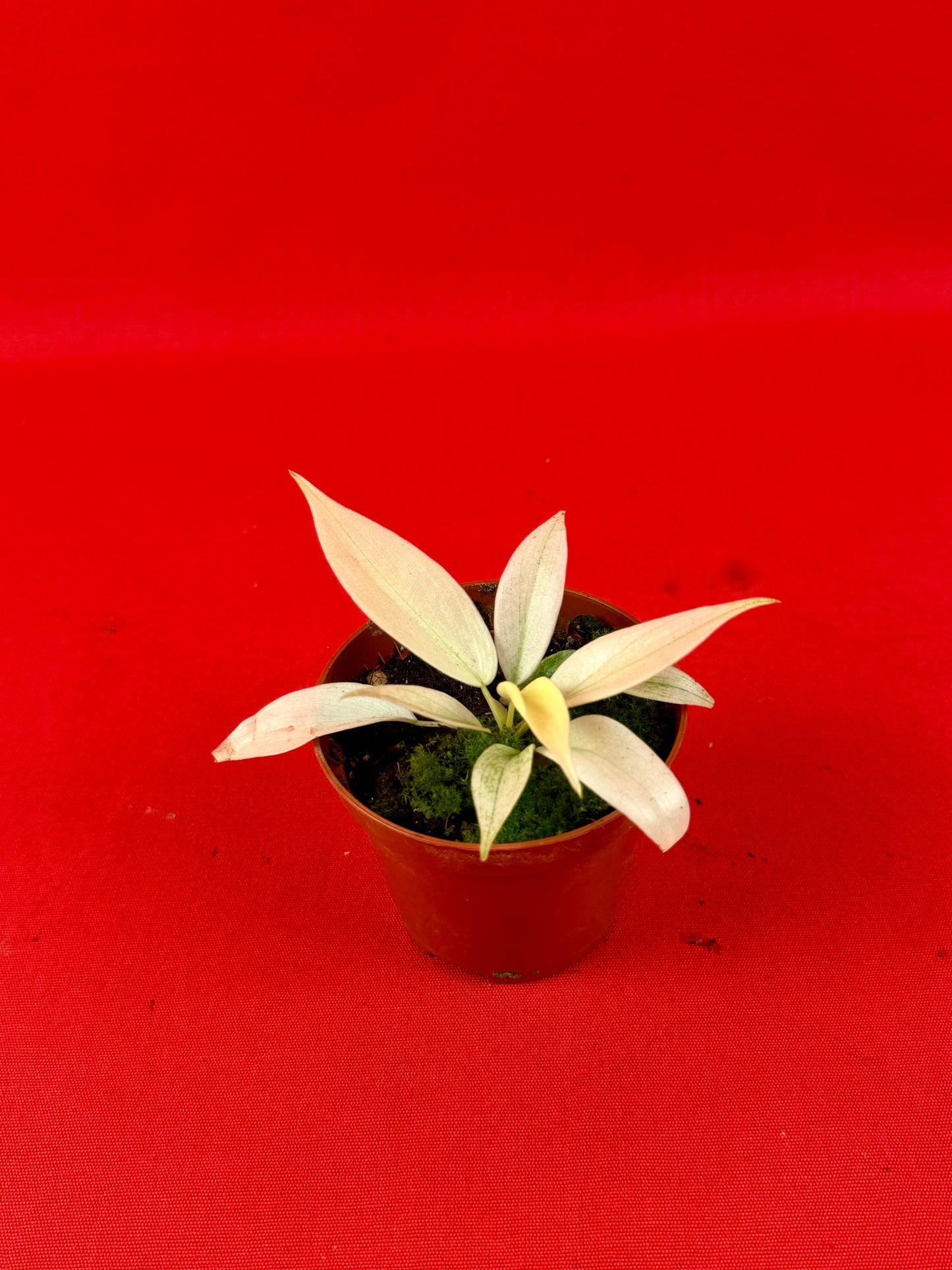 Philodendron Florida Ghost