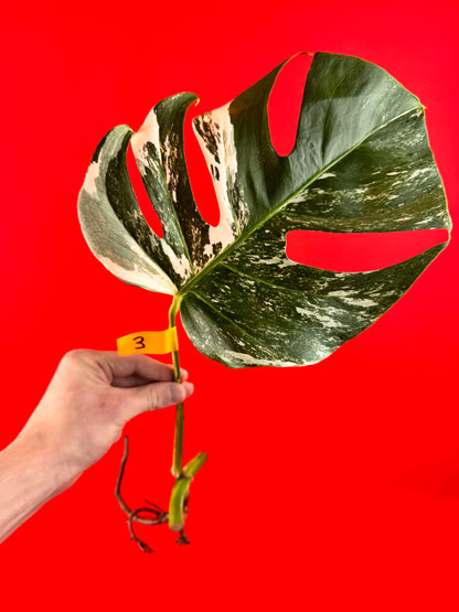 Monstera Deliciosa Variegata (bouture)