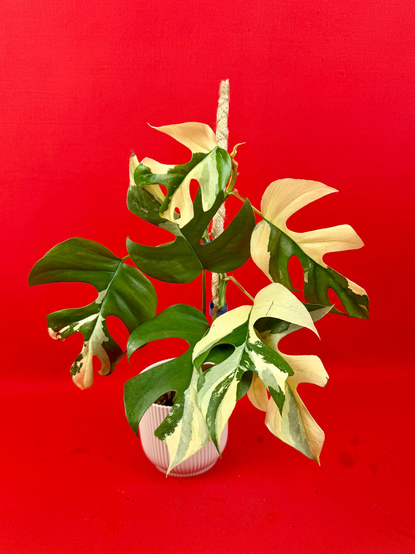 Raphidophora tetrasperma Variegata - LUplnts