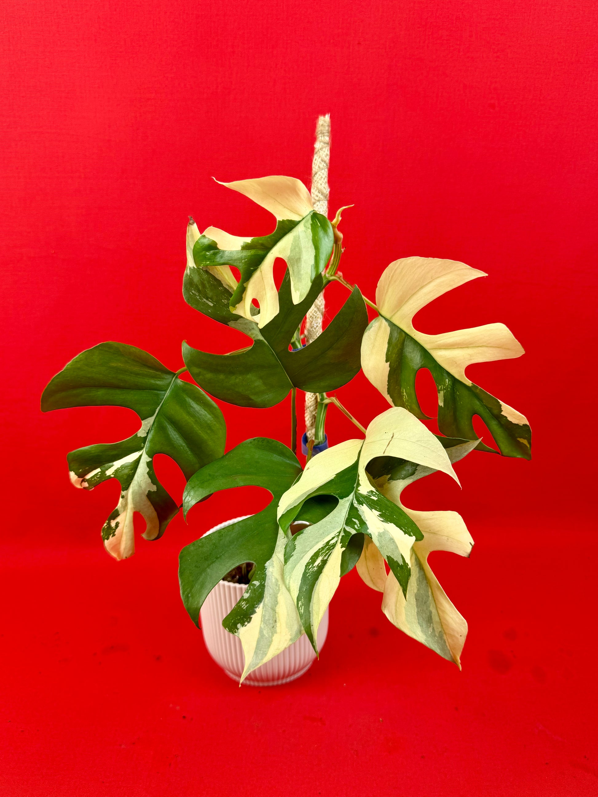 Raphidophora tetrasperma Variegata - LUplnts