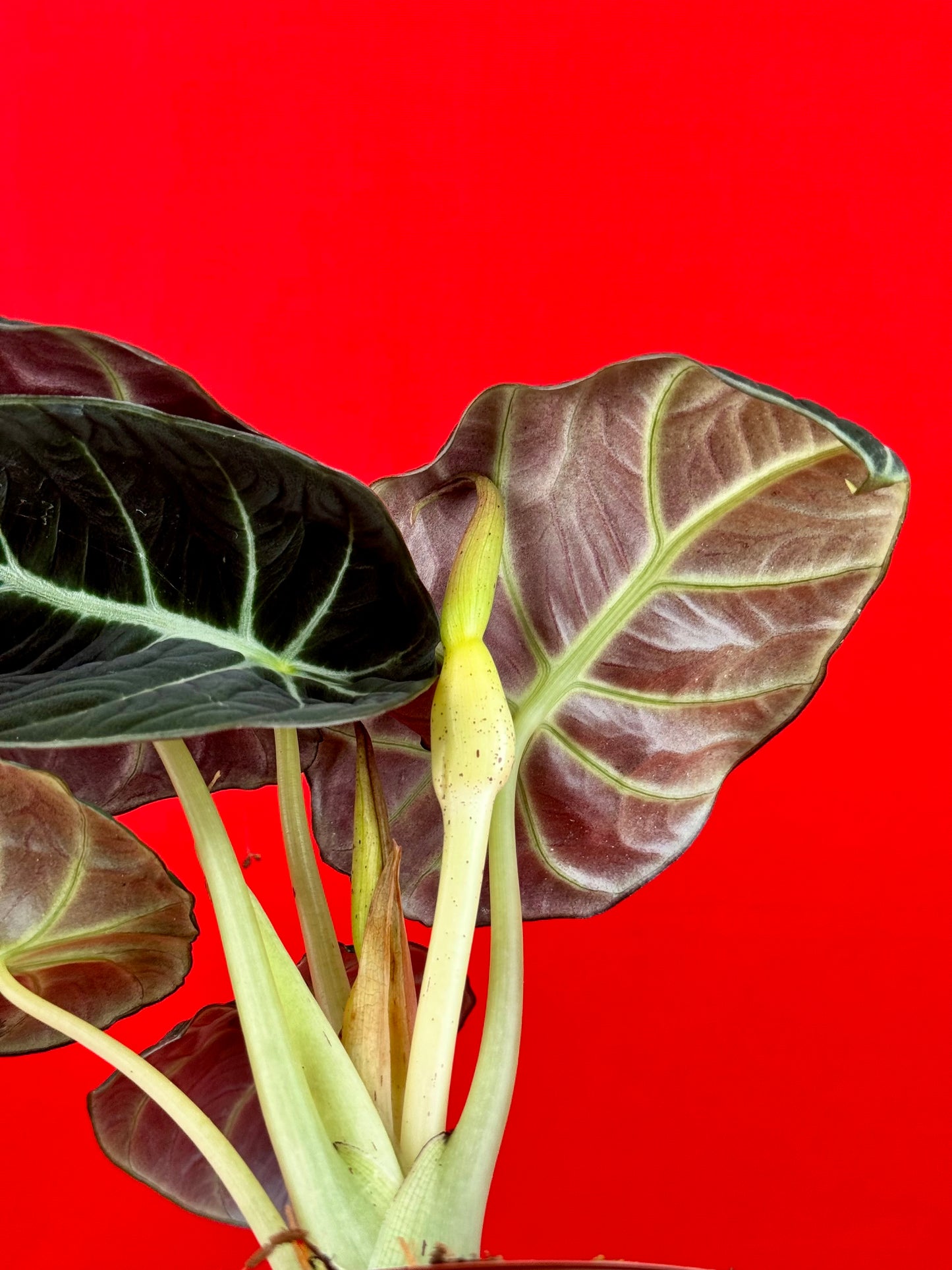 Alocasia Black Velvet