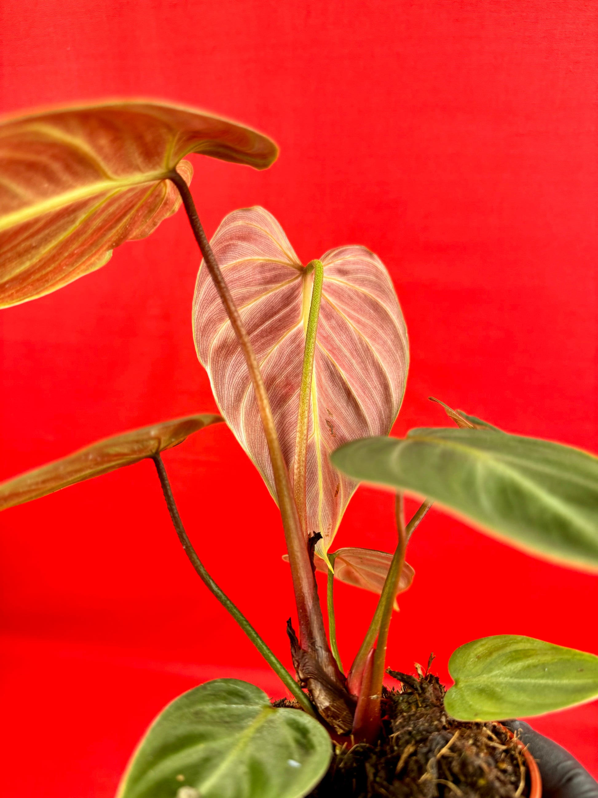 Philodendron El Choco Red - LUplnts