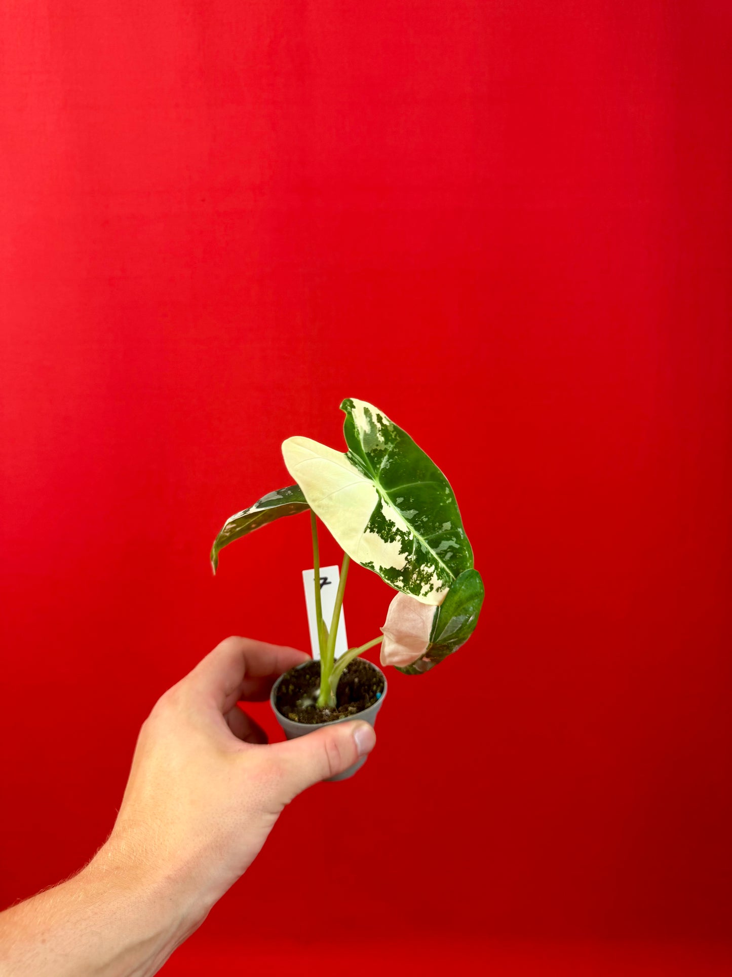 Alocasia micholitziana 'Frydek Variegata' (s)