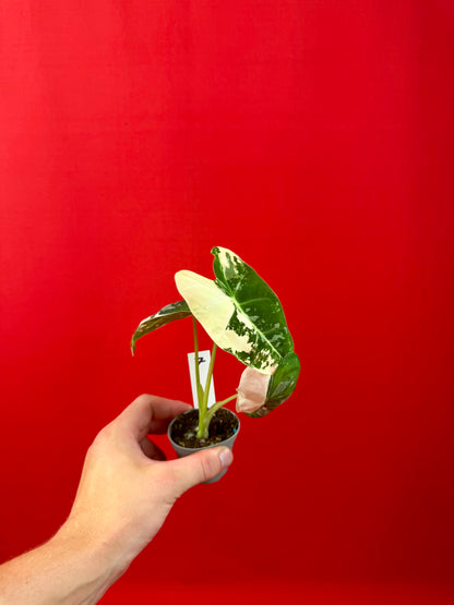 Alocasia micholitziana 'Frydek Variegata' (s)
