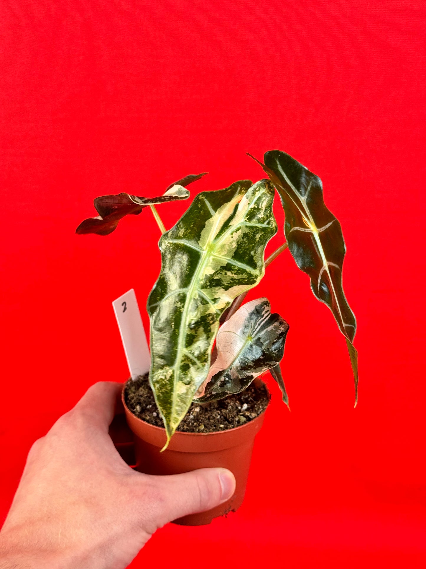 Alocasia Polly variegata