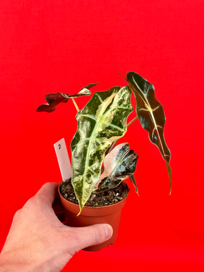 Alocasia Polly variegata