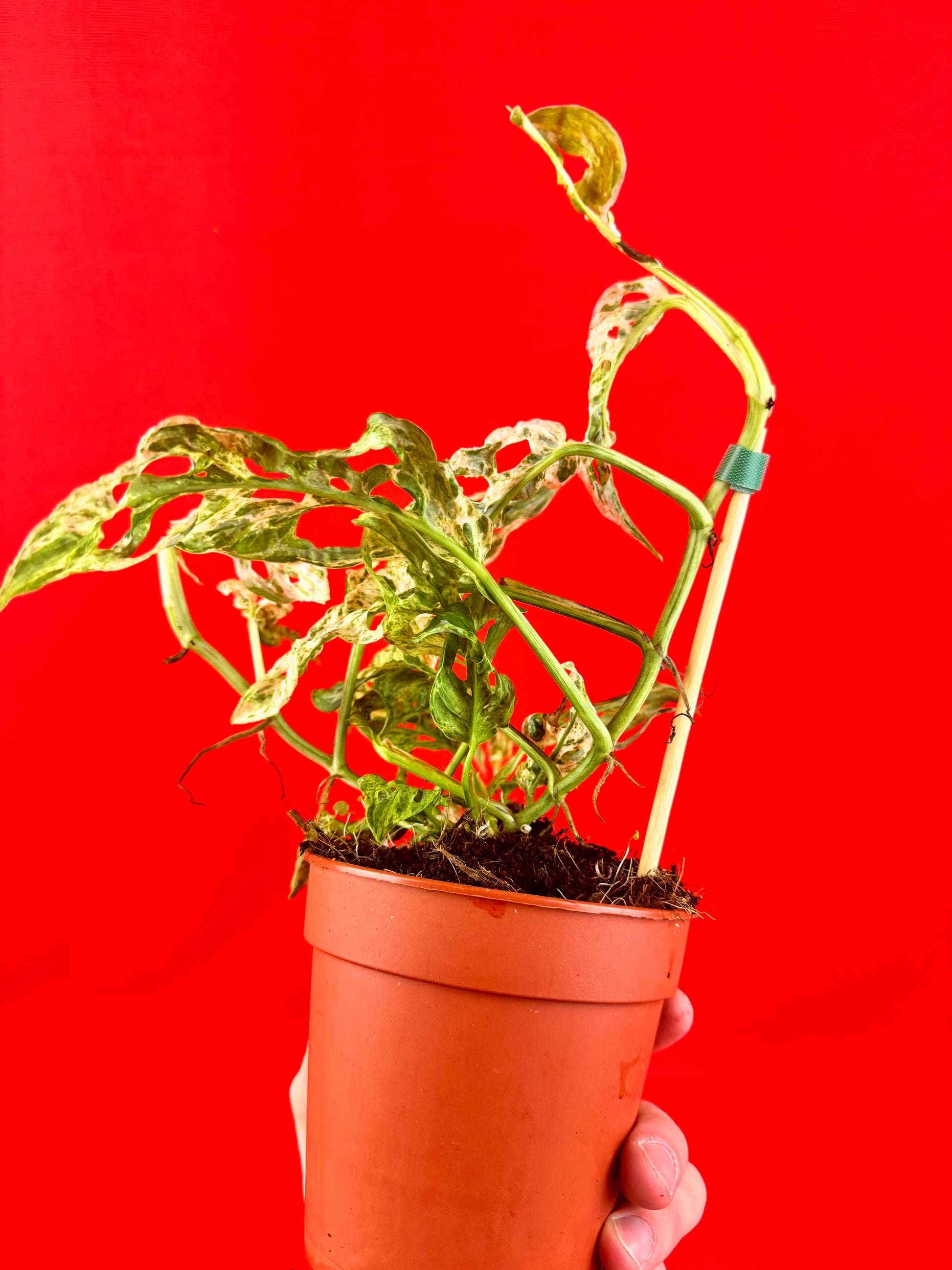 Monstera Frozen Freckless - LUplnts