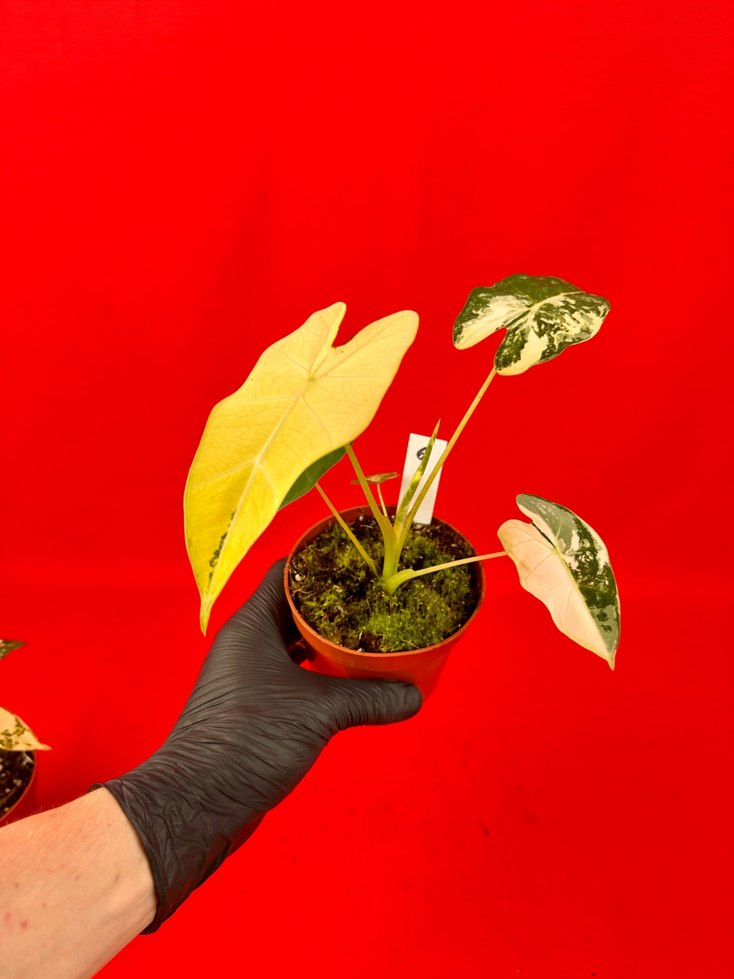 Alocasia micholitziana Frydek Variegata