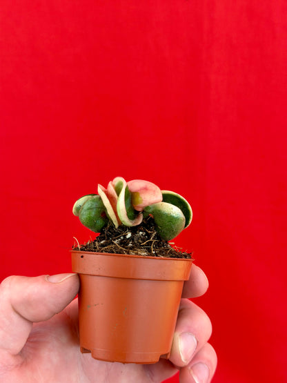 Hoya Carnosa ‚Compacta Variegata‘ (s) - LUplnts