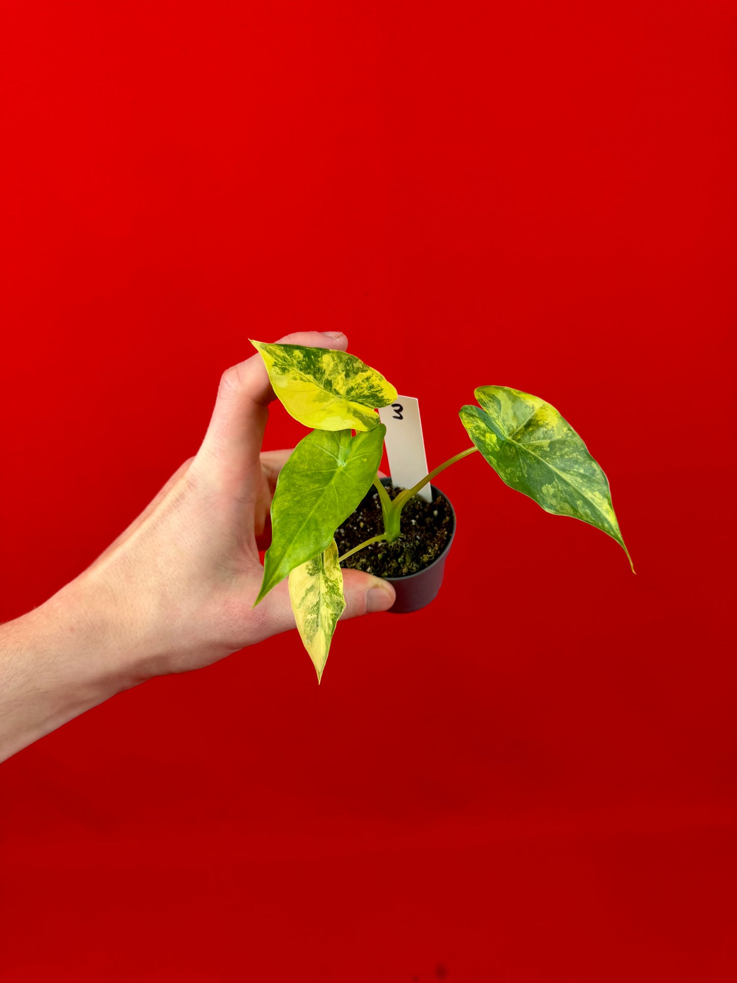 Alocasia macrorrhizos Aurea Variegata (s)