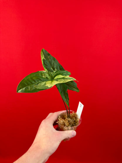 Syngonium Variegata (s) - LUplnts