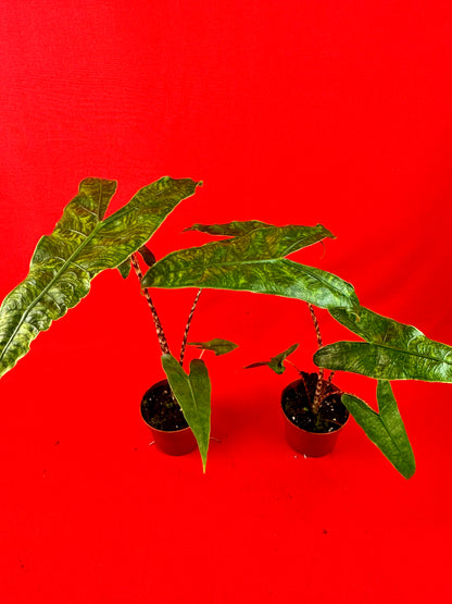 Alocasia Zebrina reticulata