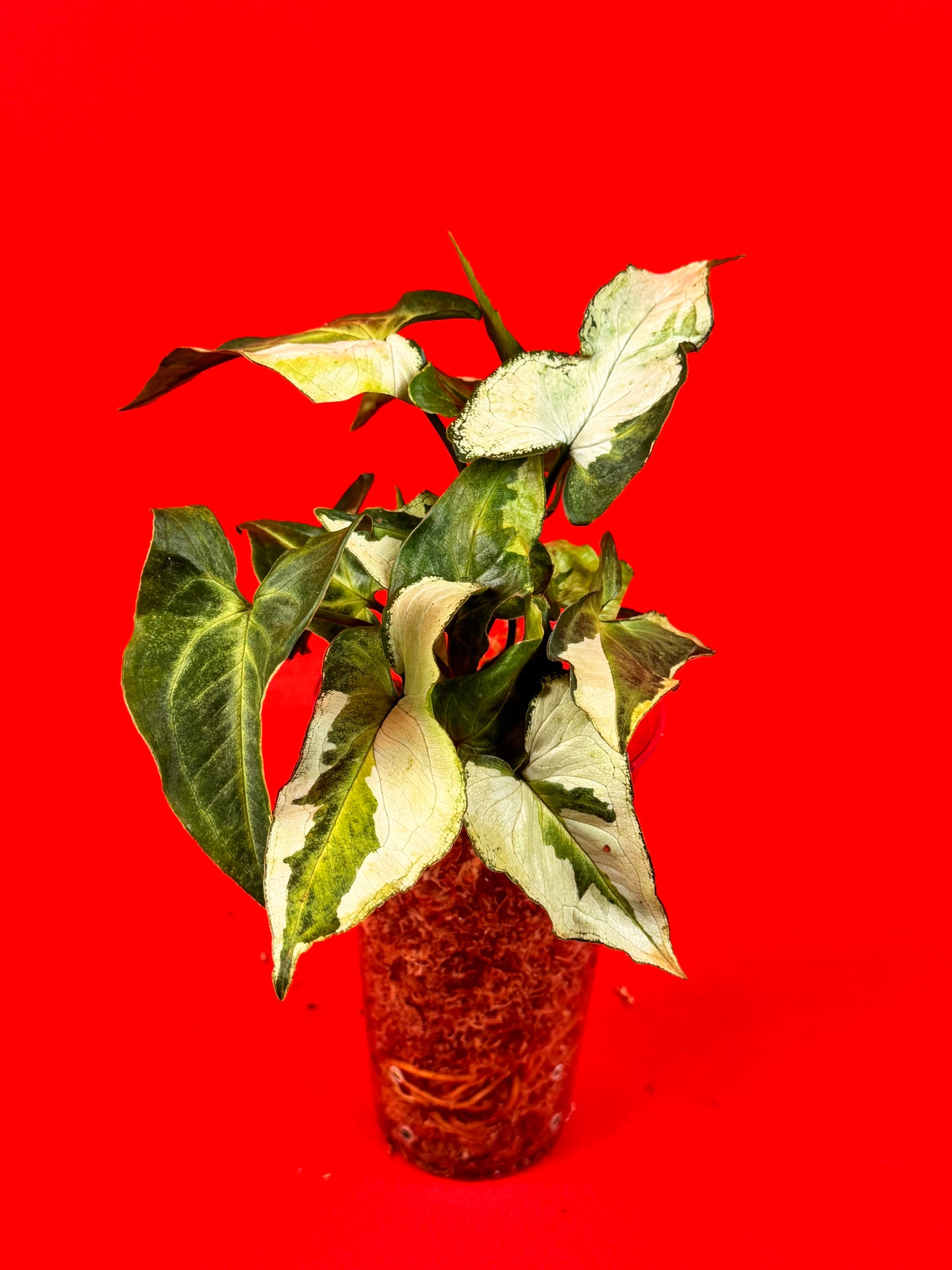 Syngonium Three Kings - LUplnts