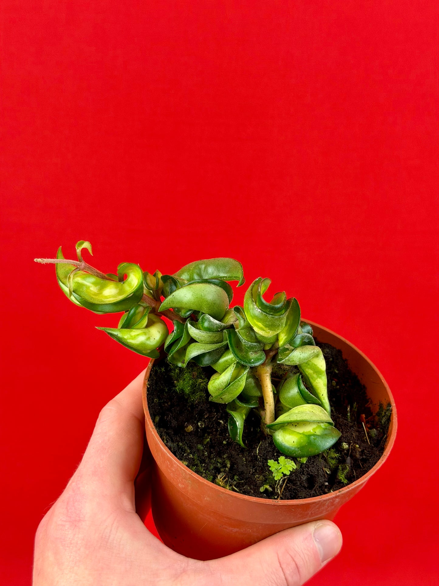 Hoya Carnosa ‘Compacta Mauna Loa‘