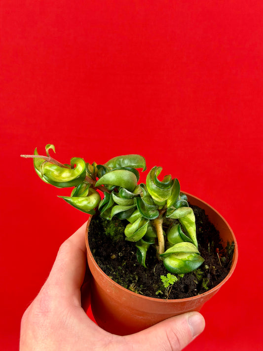 Hoya Carnosa ‘Compacta Mauna Loa‘