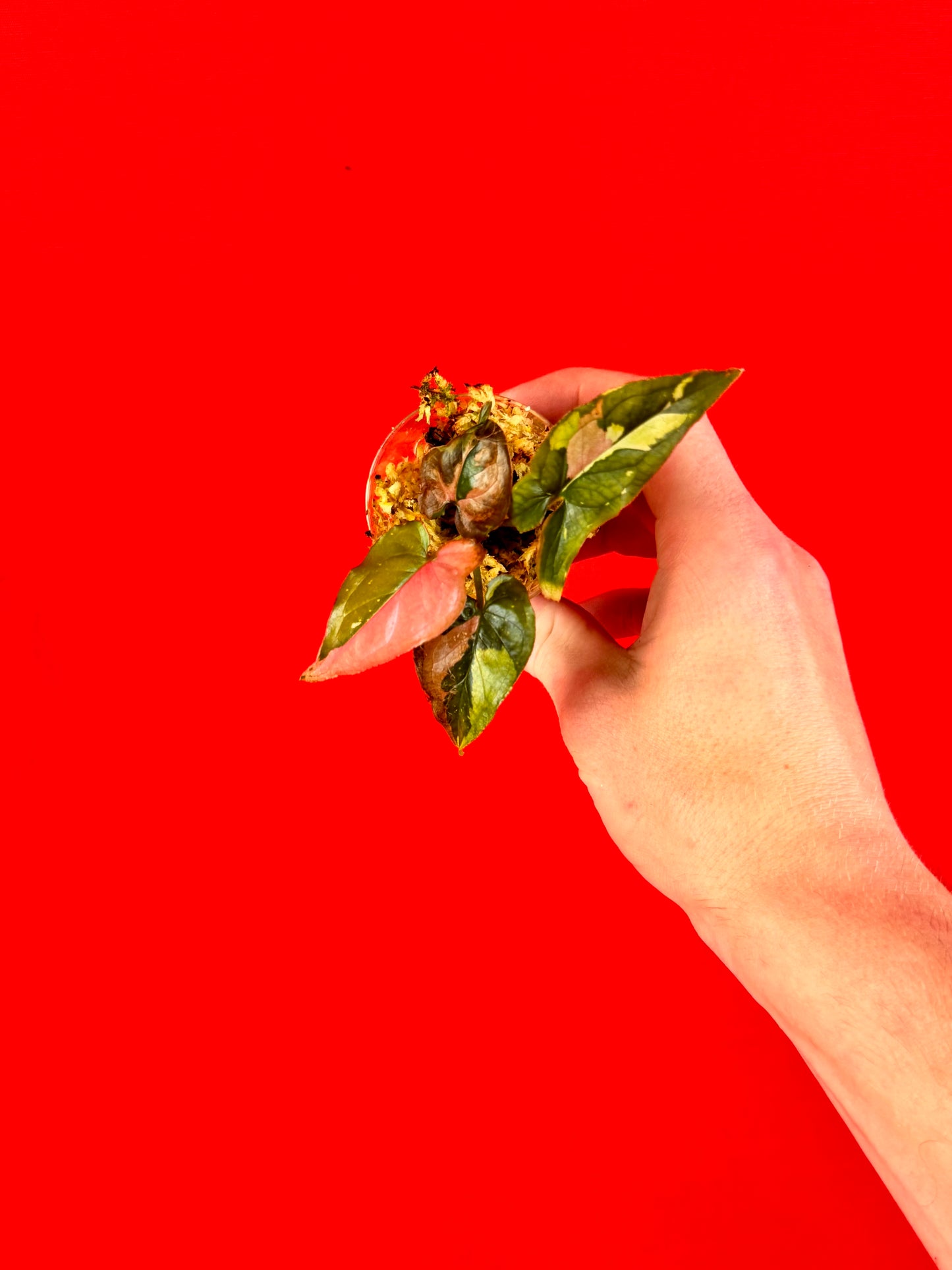 Syngonium Red Spot Tricolor (s) - LUplnts