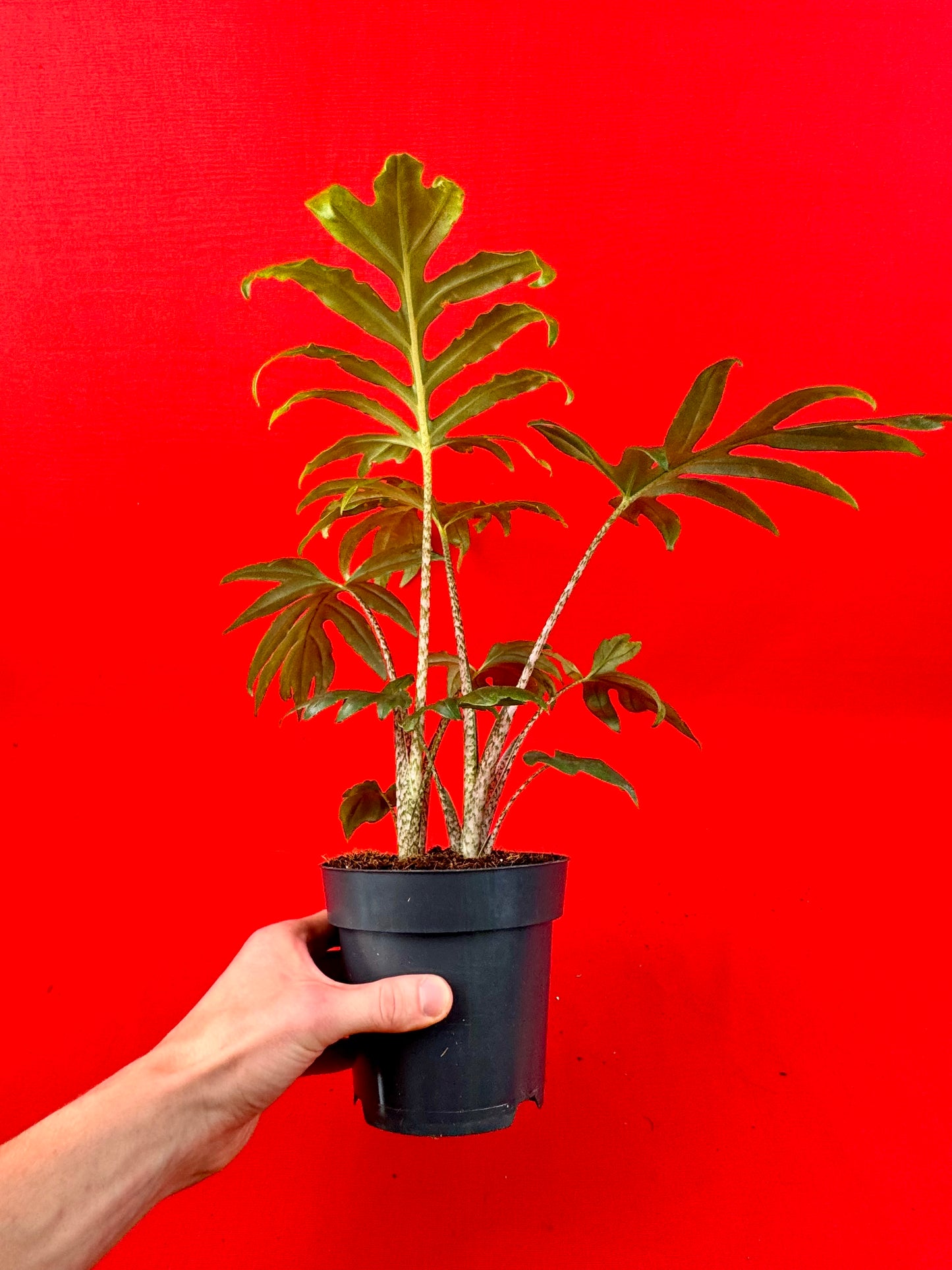 Alocasia brancifolia Pink Passion