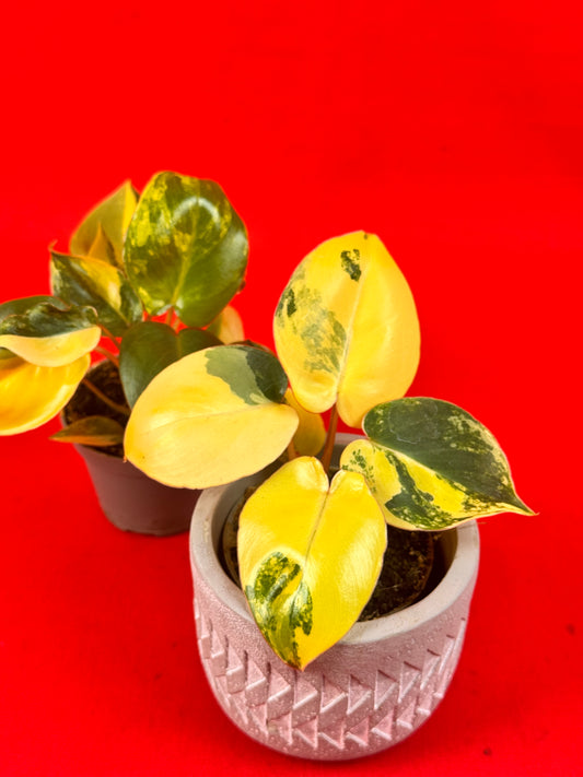 Philodendron Burle marx Variegata (s)