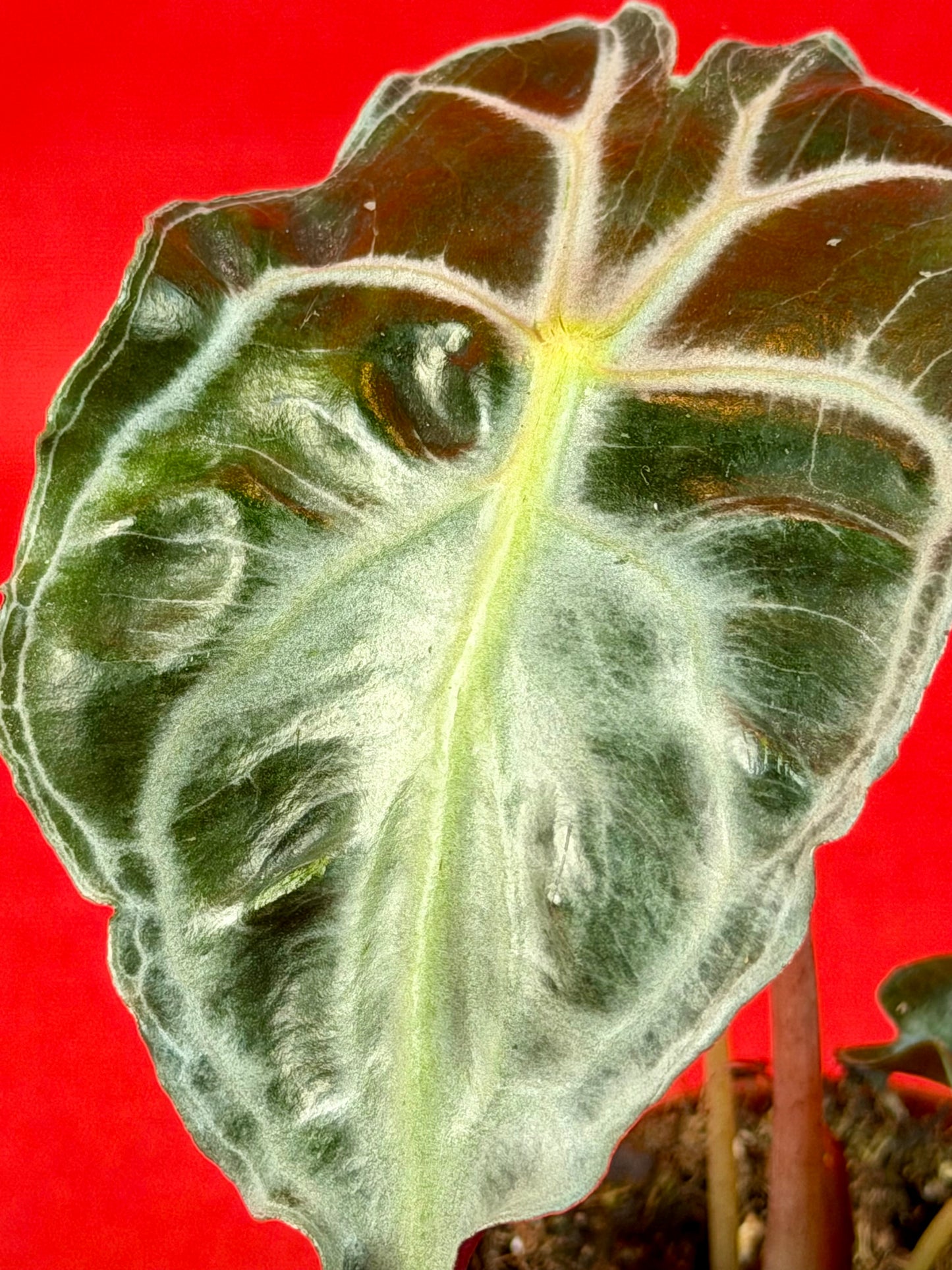 Alocasia Venom