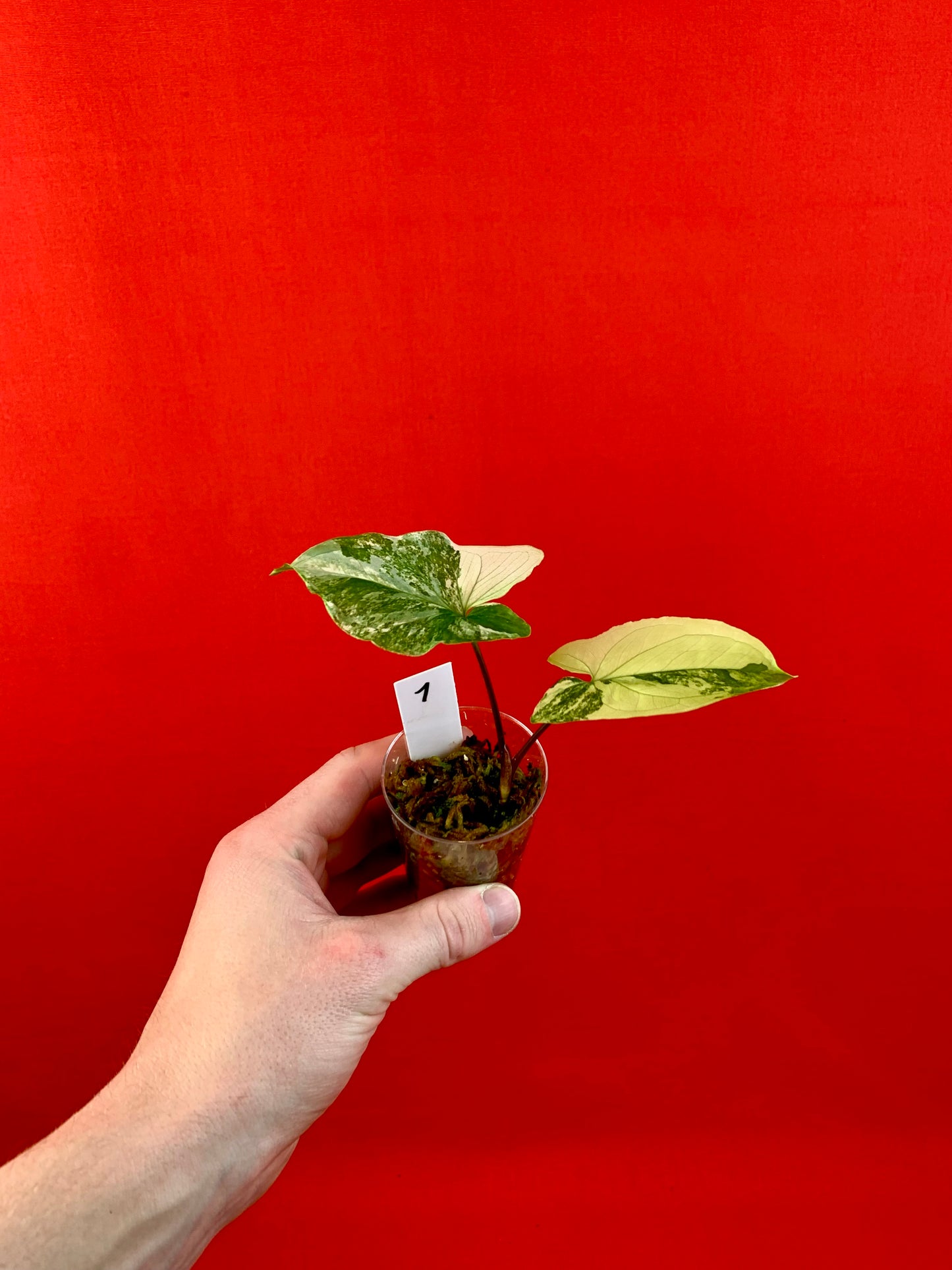 Syngonium Variegata (s)