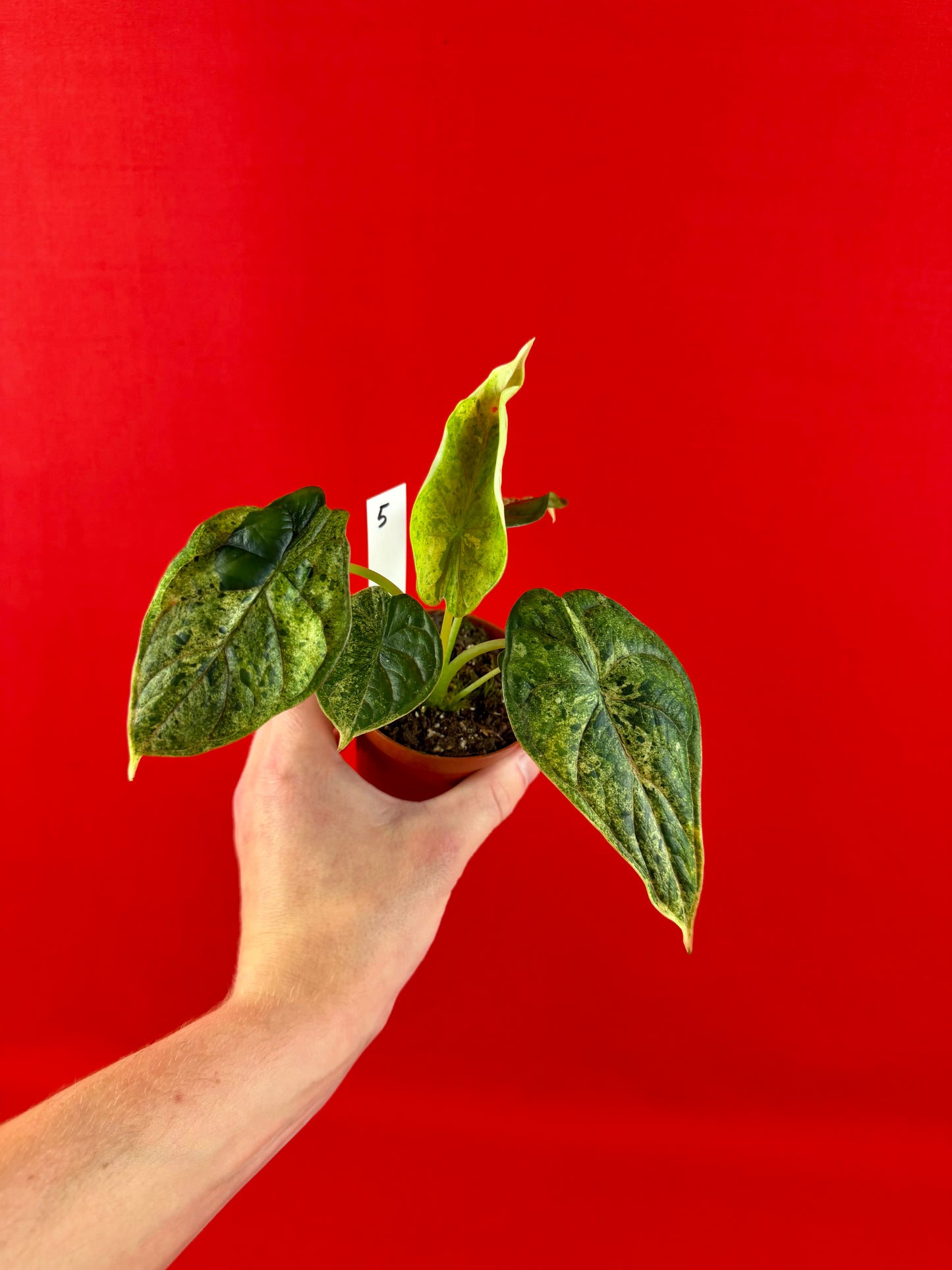 Alocasia Dragon Scale Mint