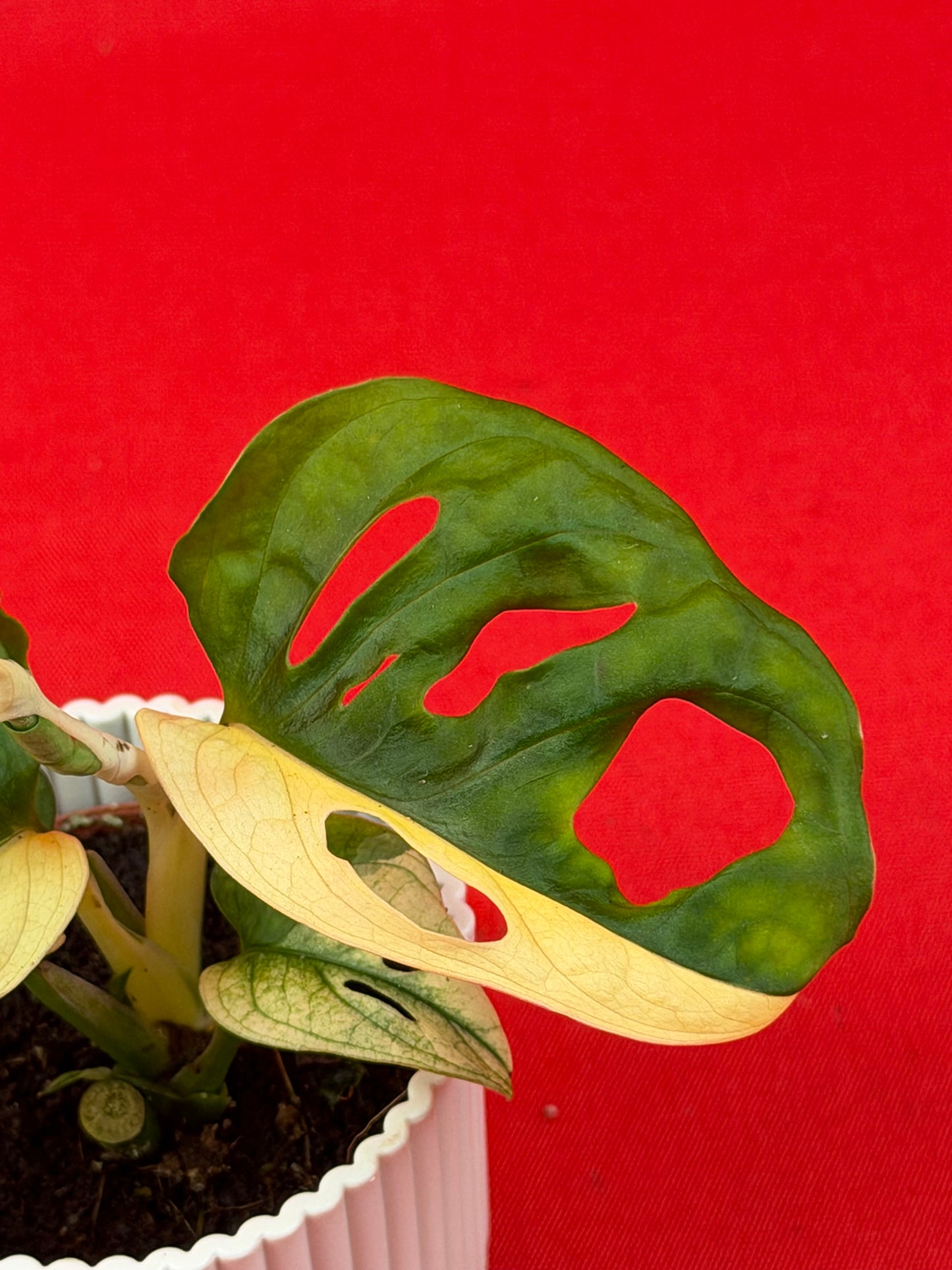 Monstera Adansonii Variegata (s) - LUplnts