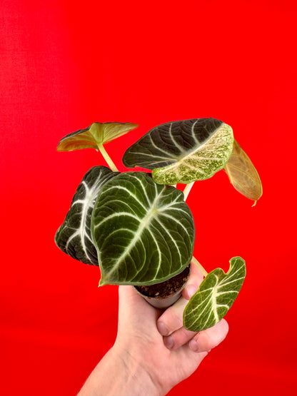 Alocasia Ninja Variegata