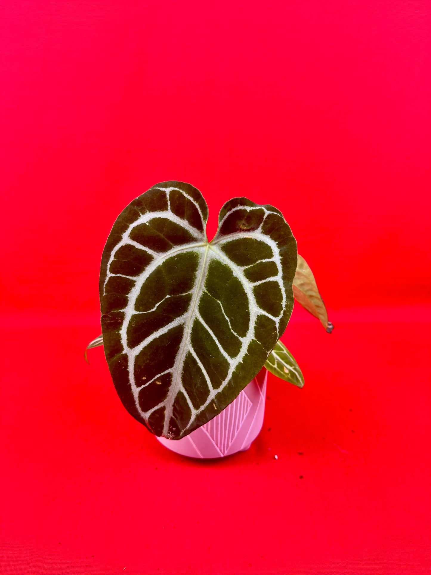 Anthurium Crystallinum